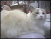 Ragdoll