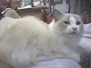 Ragdoll