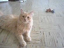 RuffyBob