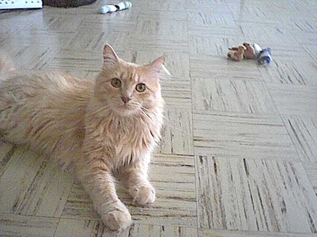 RuffyBob