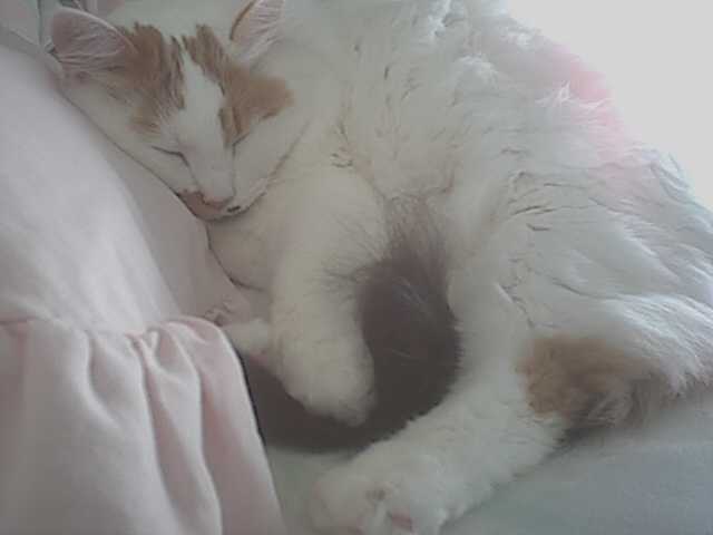 Da sleepink Booty