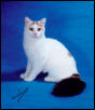 Turkish Van