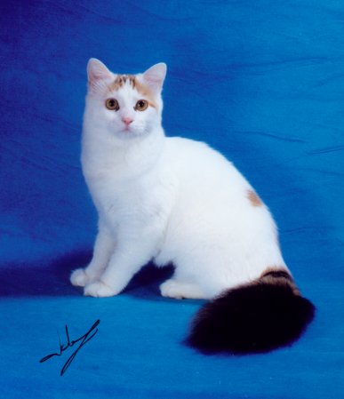 Turkish Van