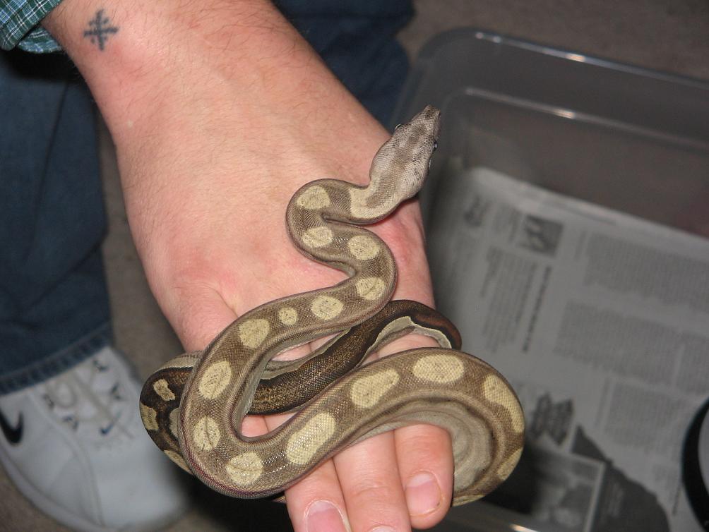motley het striped 66% het albino