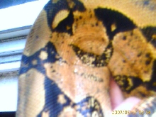 my salmon red tail female