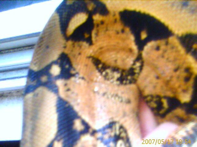 my salmon red tail female