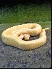 albino spider