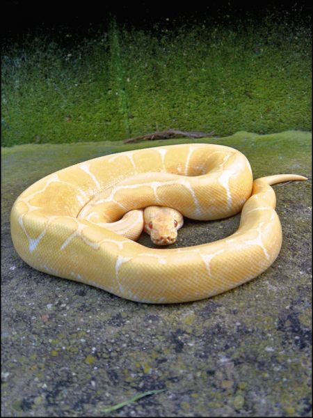 albino spider