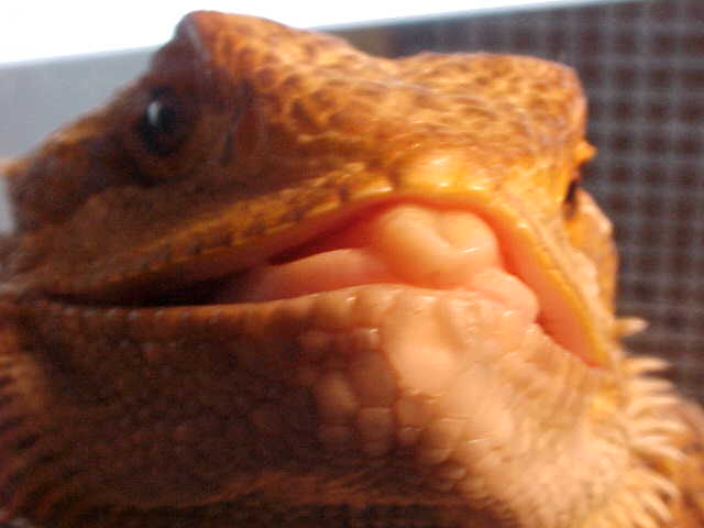 Austin licking camera