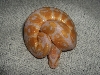 albino
