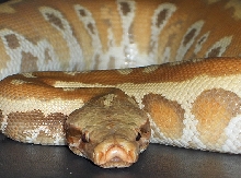 albino red blood