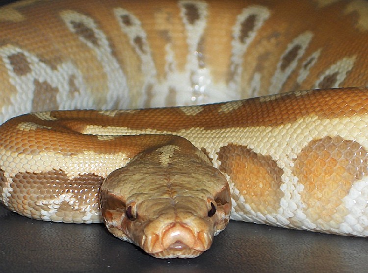 albino red blood