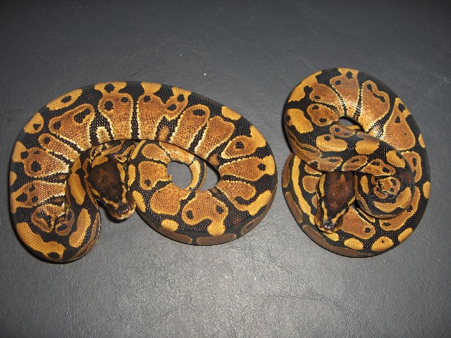 hetgh pair
