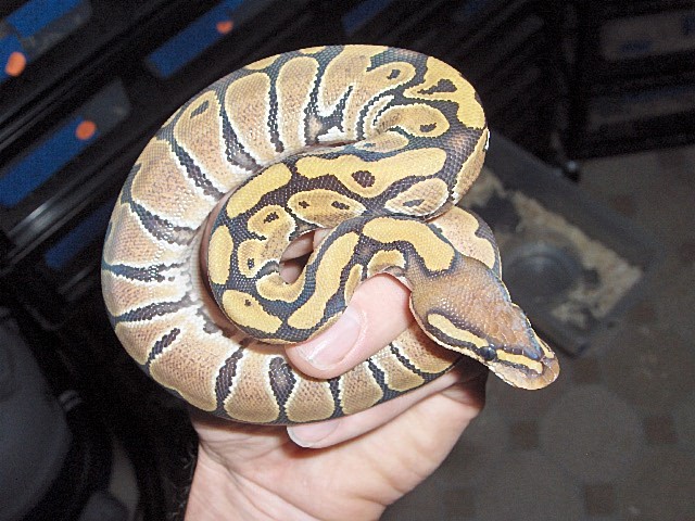 orangehypo