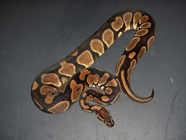 tiger male