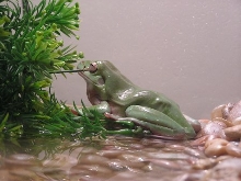 White's Tree Frog
