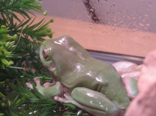 White's Tree Frog