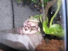 White's Tree Frog Just Chillin