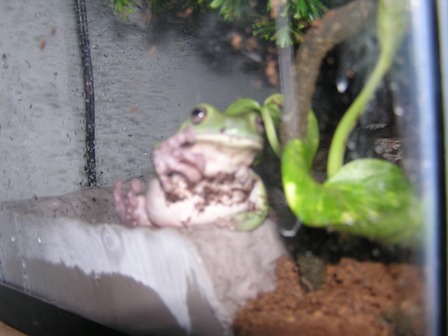 White's Tree Frog Just Chillin