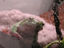 White's Tree Frog