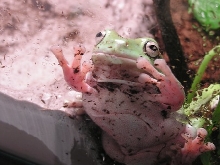 White's Tree Frog Looking At YOU