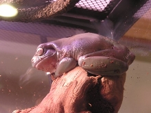 White's Tree Frog On Perch