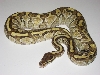 2005 Female Lesser PLatinum