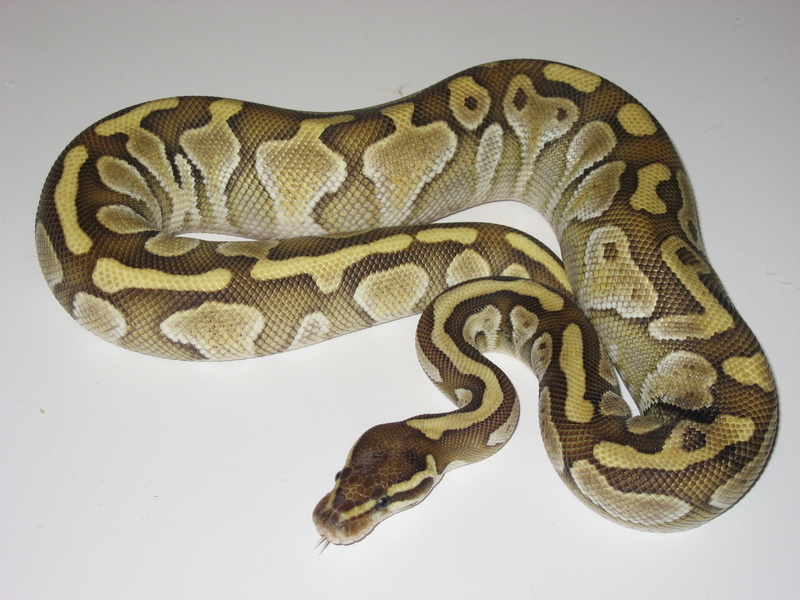 2005 Female Lesser PLatinum