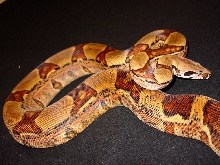 hypo jungle