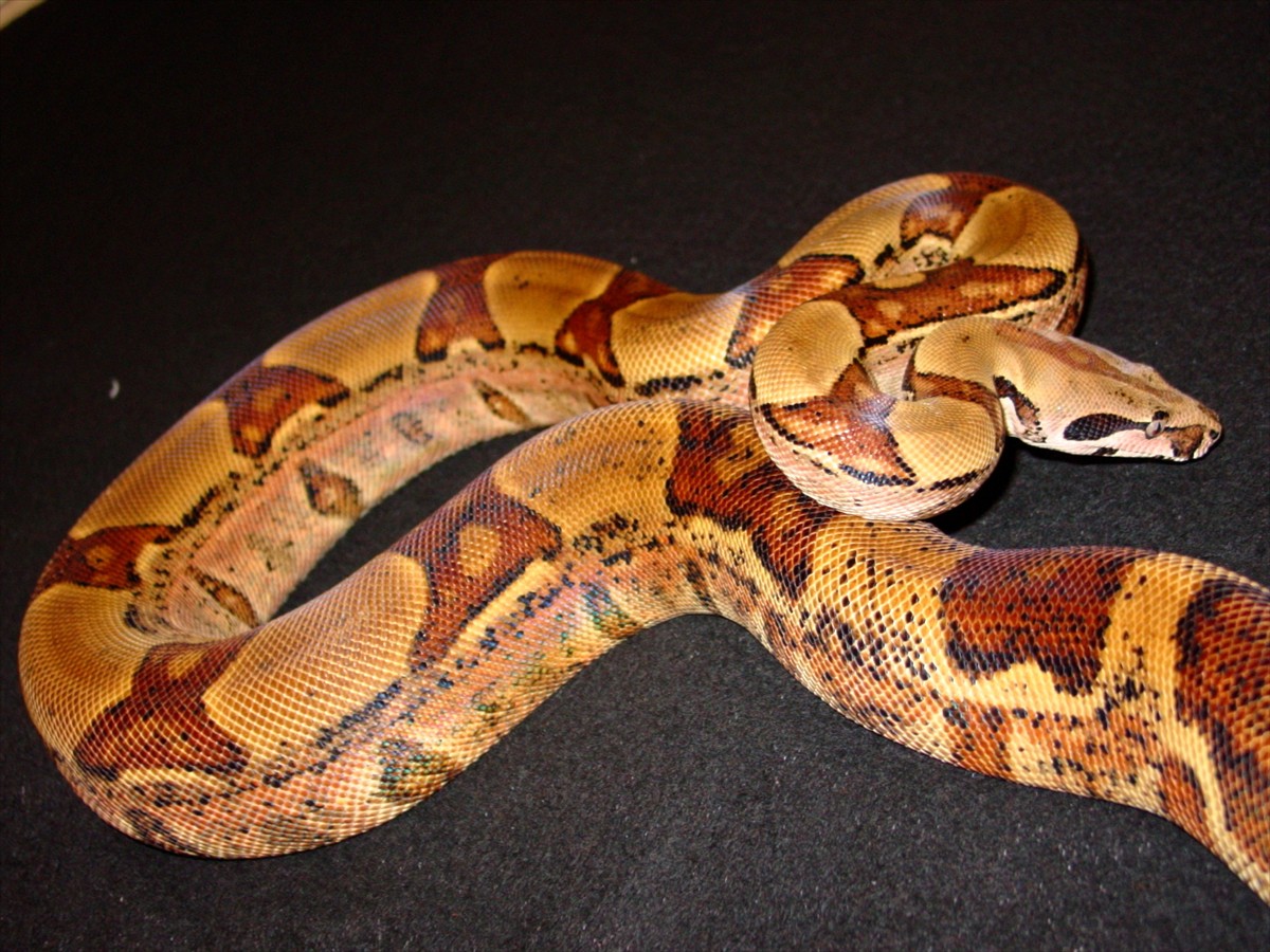 hypo jungle