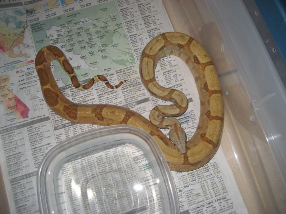 male hh 4