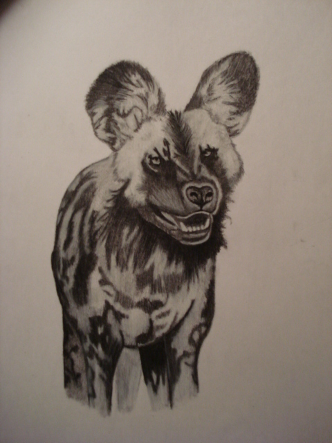 cape hunting dog