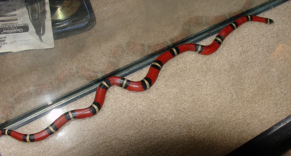 female albino het