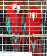 Our pair of Greenwing Macaws Anthony & Cleopatra