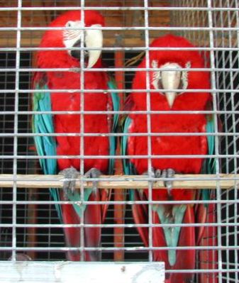 Our pair of Greenwing Macaws Anthony & Cleopatra
