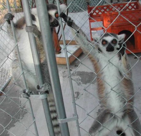 Our Ringtail Lemurs Kayla & Killaman