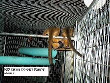 Our kinkajous Kiki & KD