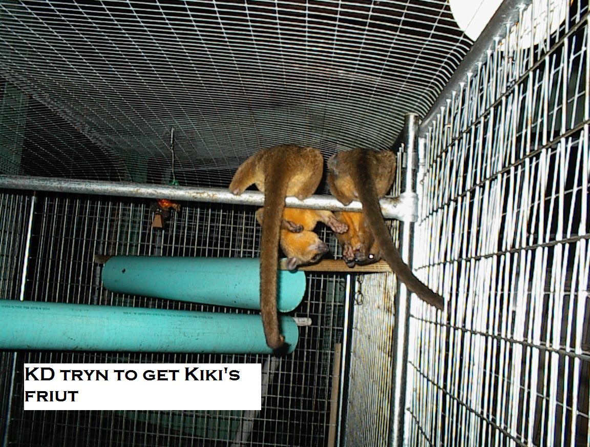 Our kinkajous Kiki & KD