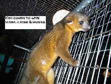 Our Kinkajou Kiki
