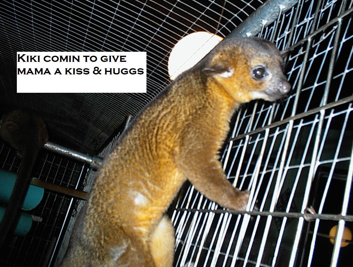 Our Kinkajou Kiki