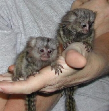 Common Marmoset twin girls 2 months old