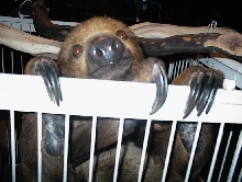 Male 2 Toed Sloth Pokie Sue