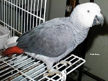 Precious at 1 yr