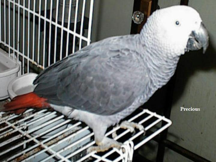 Precious at 1 yr
