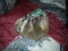 3 month old Coatimundi Saran