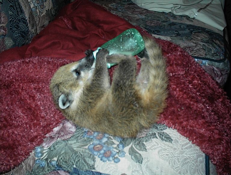 3 month old Coatimundi Saran