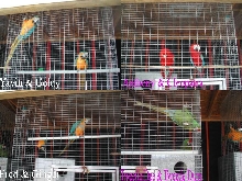 Our beautiful birds