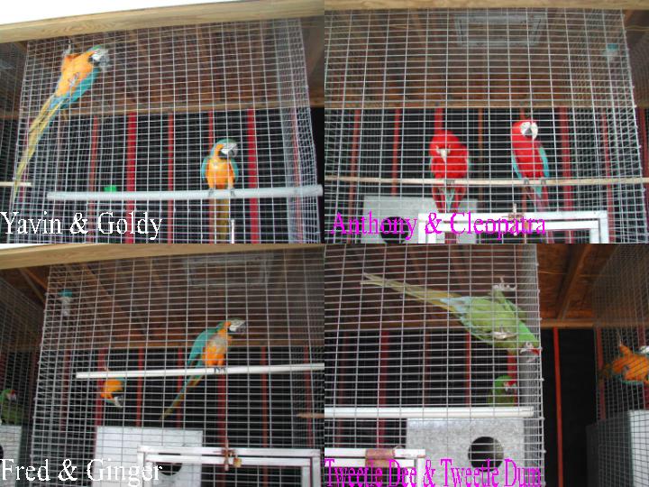 Our beautiful birds