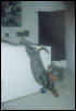 SUPER DOG!