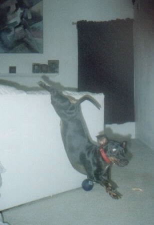 SUPER DOG!